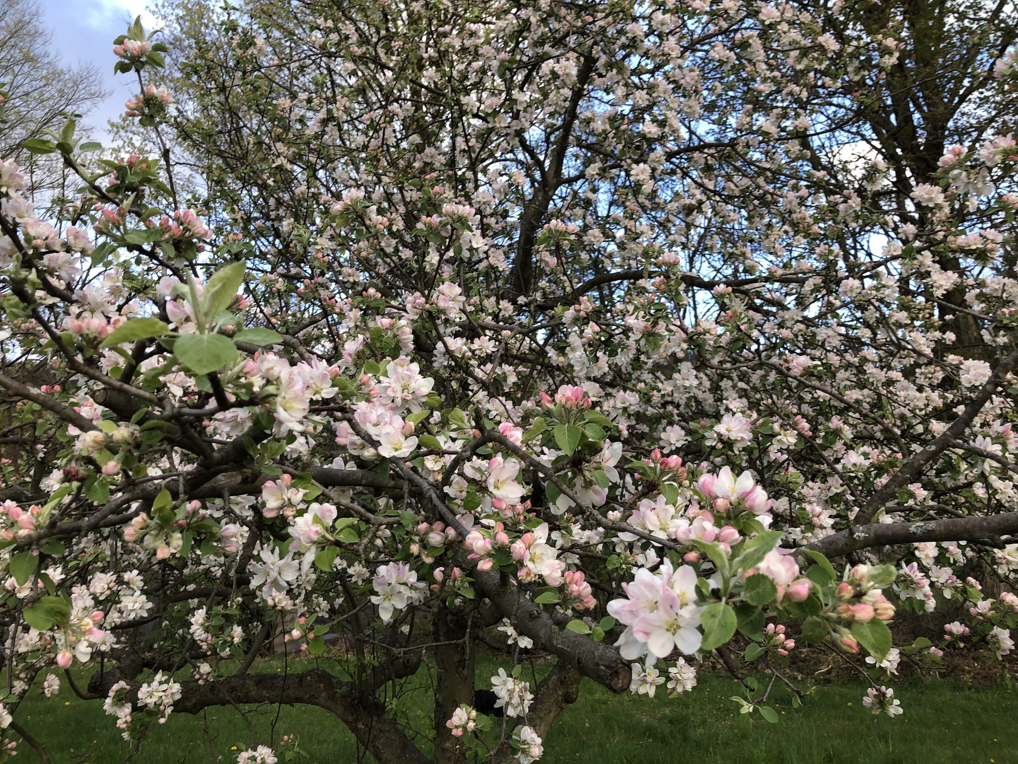 Apple blossoms attracting pollinators