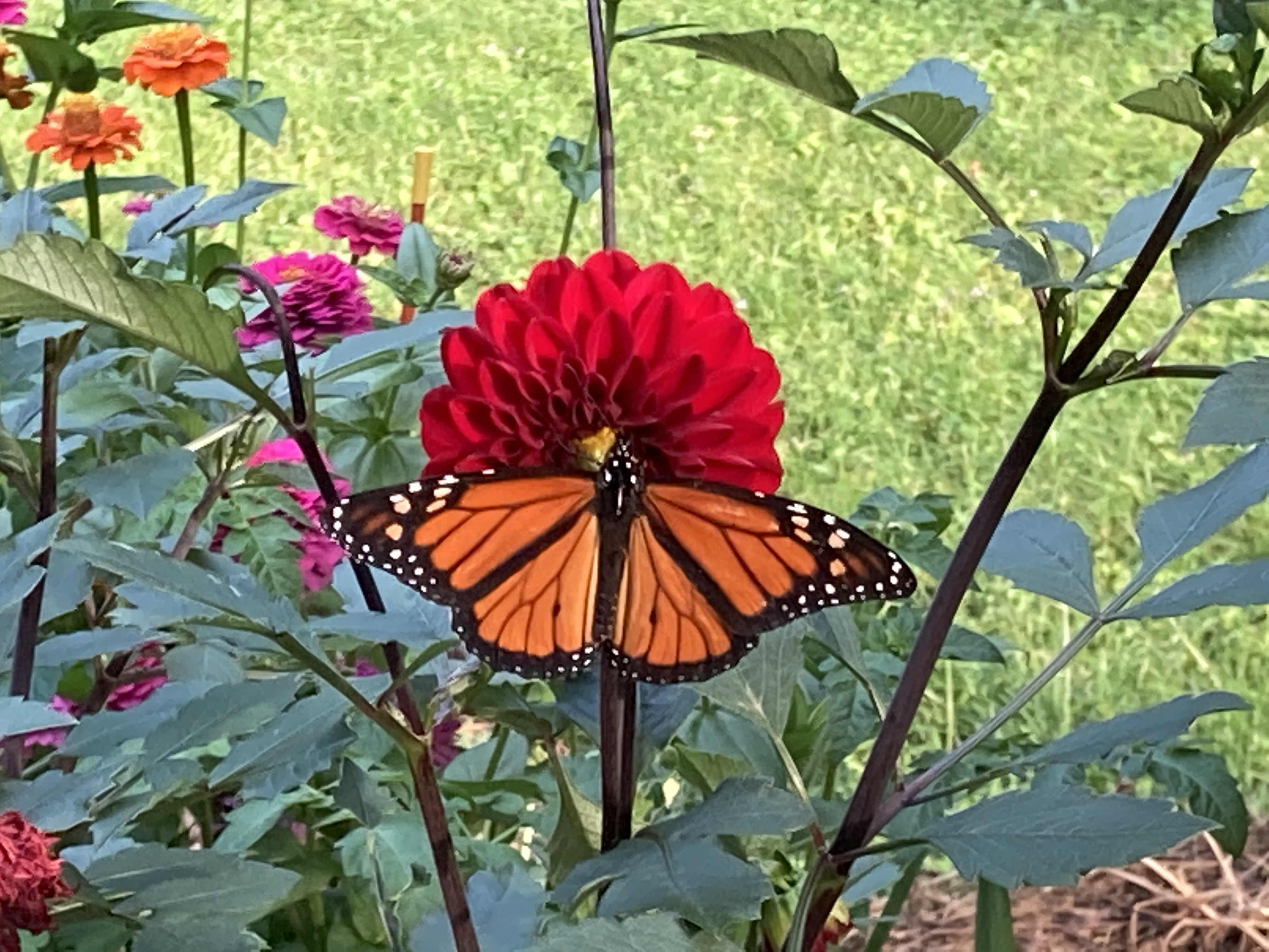 Monarch butterfly on a flower