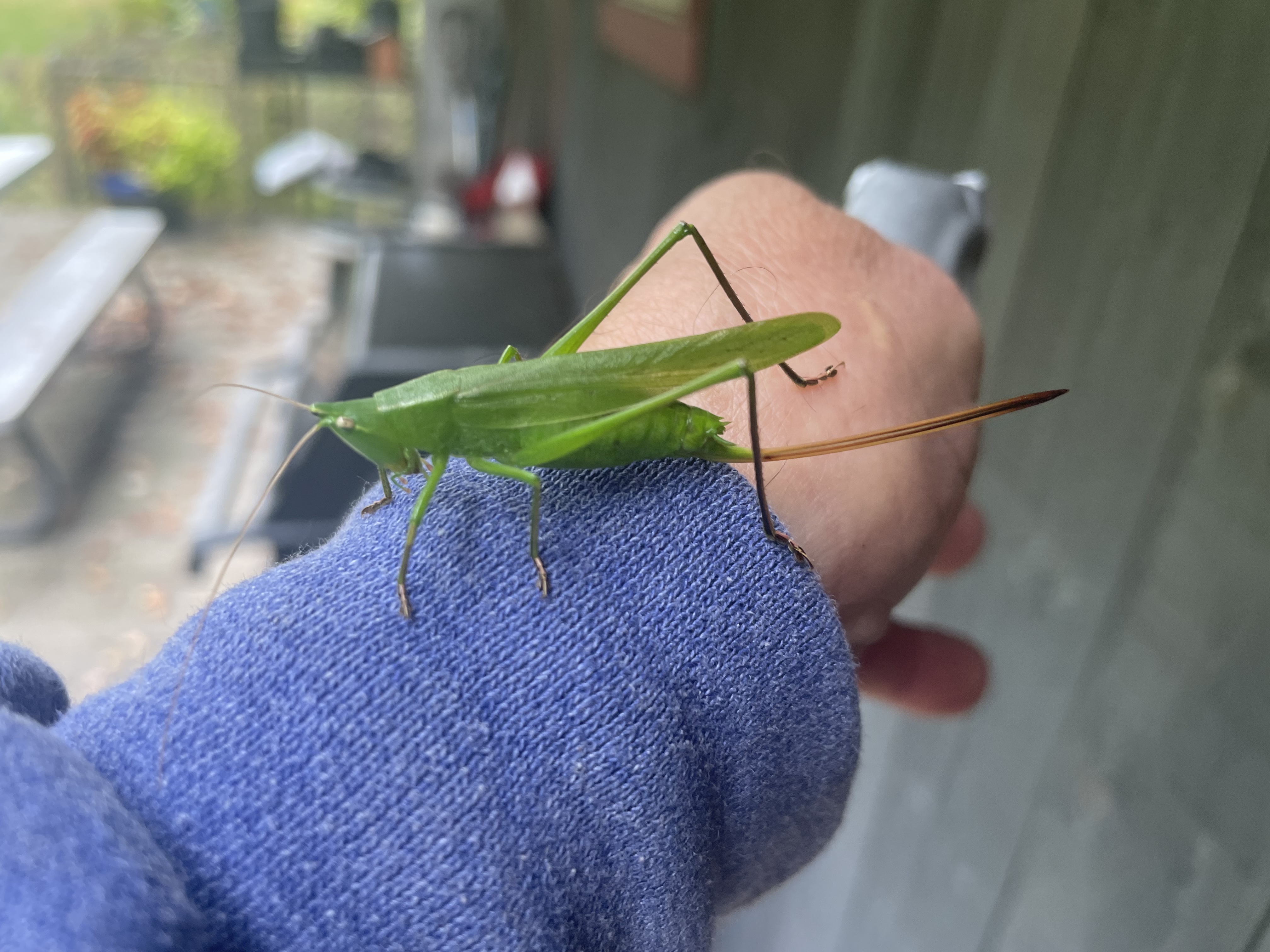 A katydid on the farm