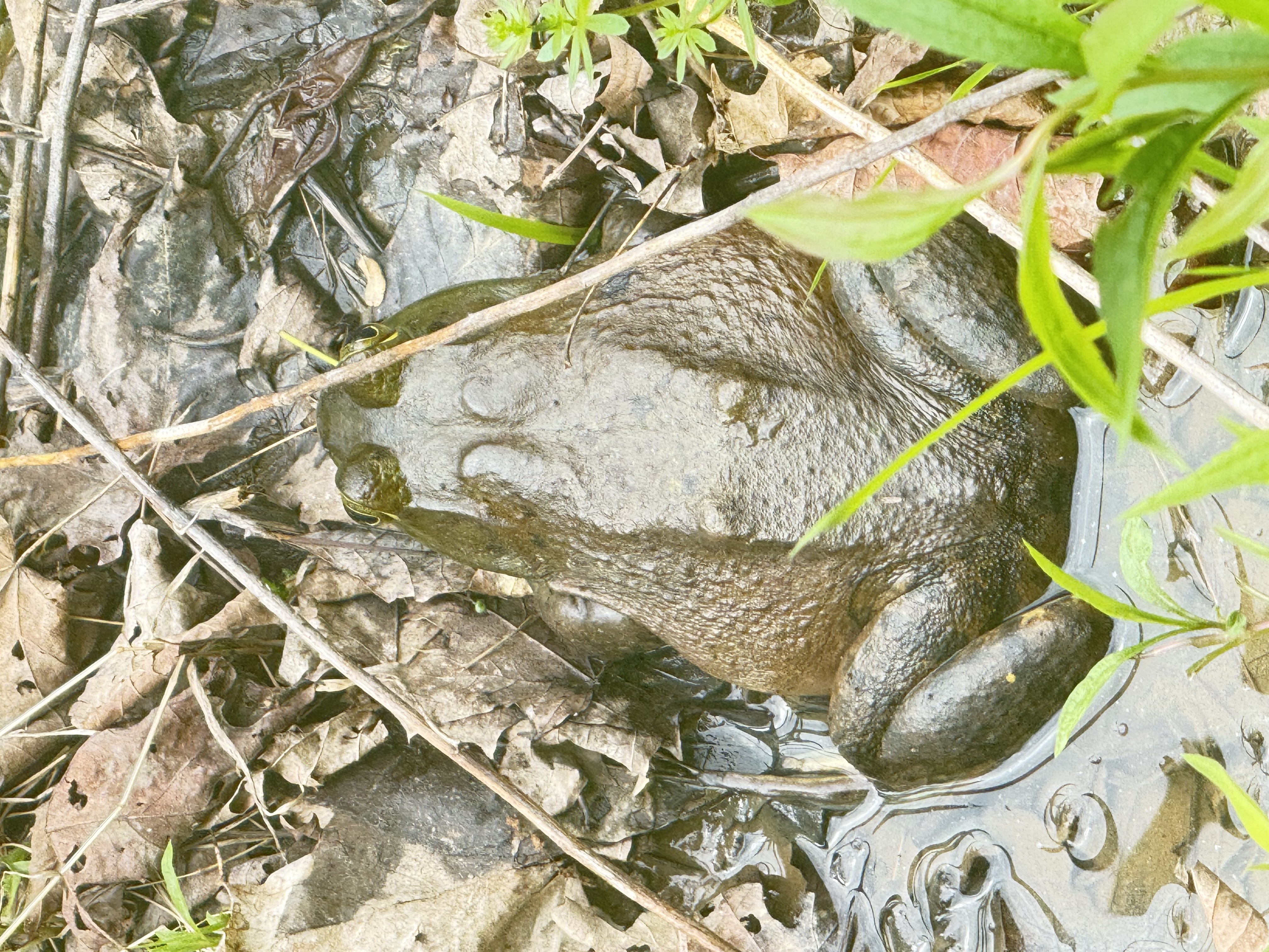 Bullfrog by the stream